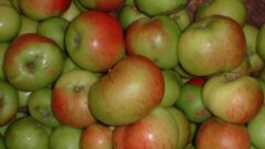 Apples - Bramley