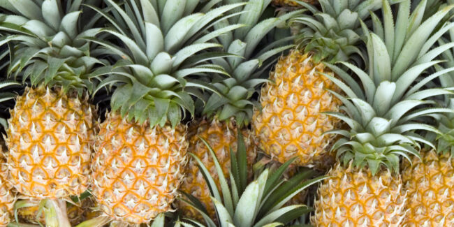 Several organic pineapples still attached to stems