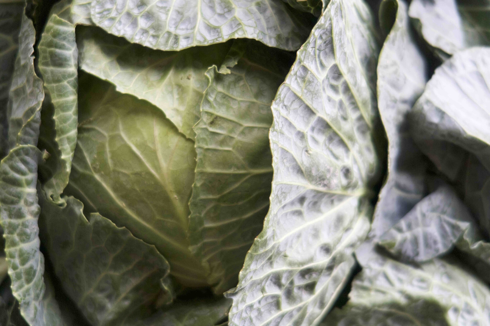 Cabbage Primo Sussex Fruits