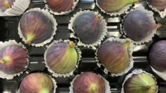 Figs
