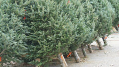 Christmas Trees: 5-6ft
