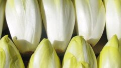 Chicory