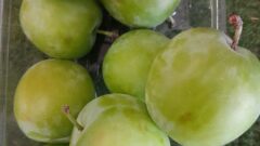 Greengage